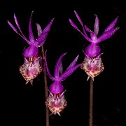 Calypso balbosa - Calypso Orchid 16-9349